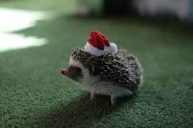 NWR - Original Randi hedgey cuteness