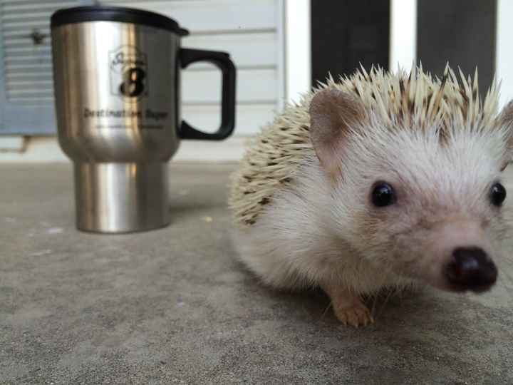 All the PMS. Can we do a Crankypants Monday? Also hedgehog pictures.