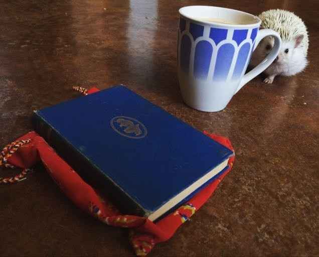 Sick and need cheering up--show me your Fur babies!