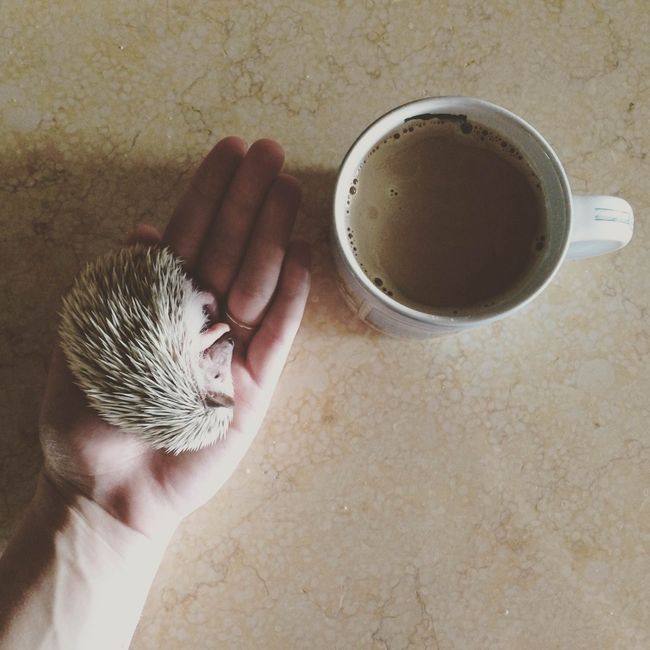 NWR: We finally got our baby hedgehog- cuteness off the charts!! *pics*