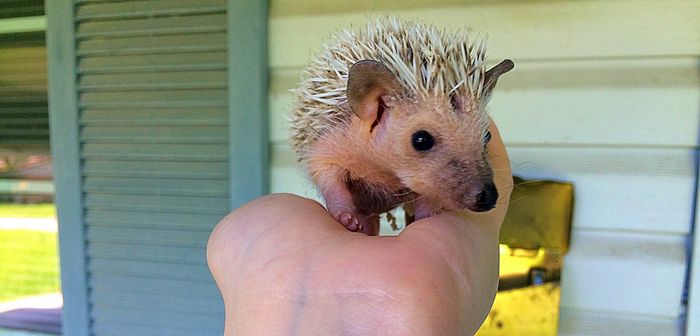 Randi!!!! And other hedgie lovers