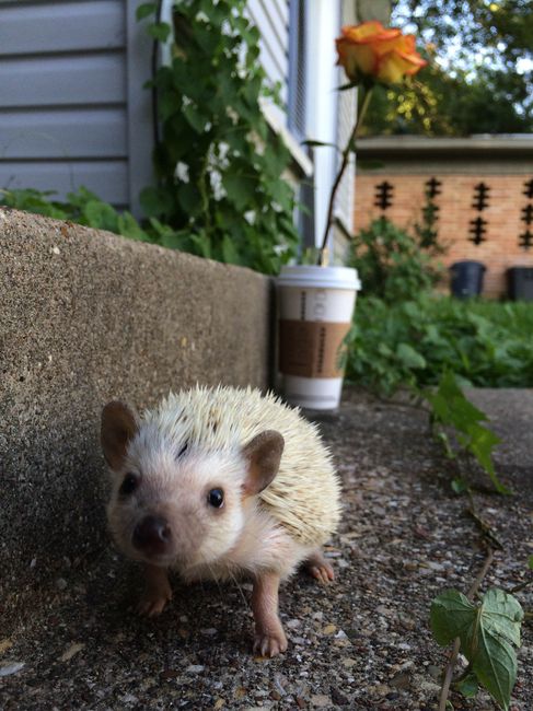 Randi!!!! And other hedgie lovers