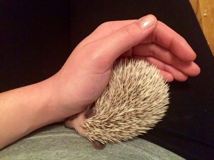 Randi!!!! And other hedgie lovers