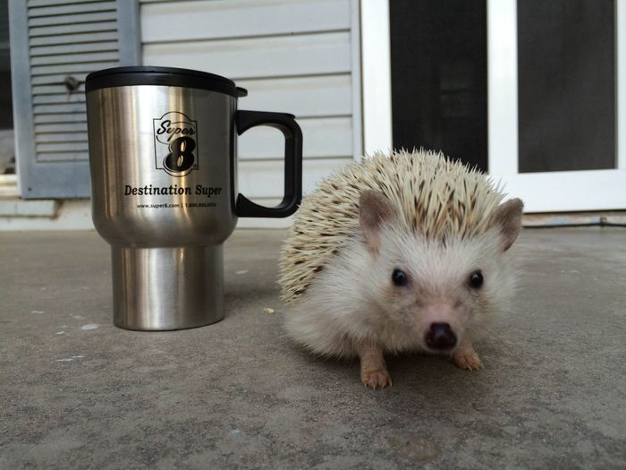 All the PMS. Can we do a Crankypants Monday? Also hedgehog pictures.