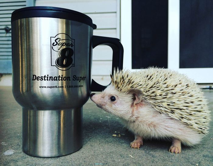 All the PMS. Can we do a Crankypants Monday? Also hedgehog pictures.
