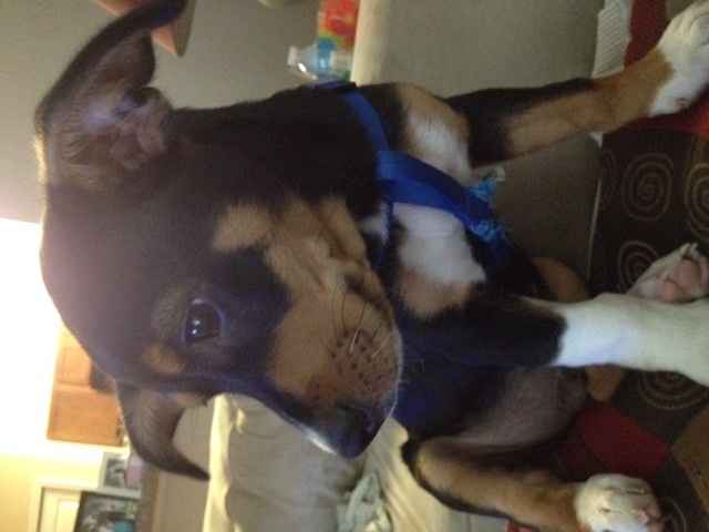 NWR Show me your furbabies