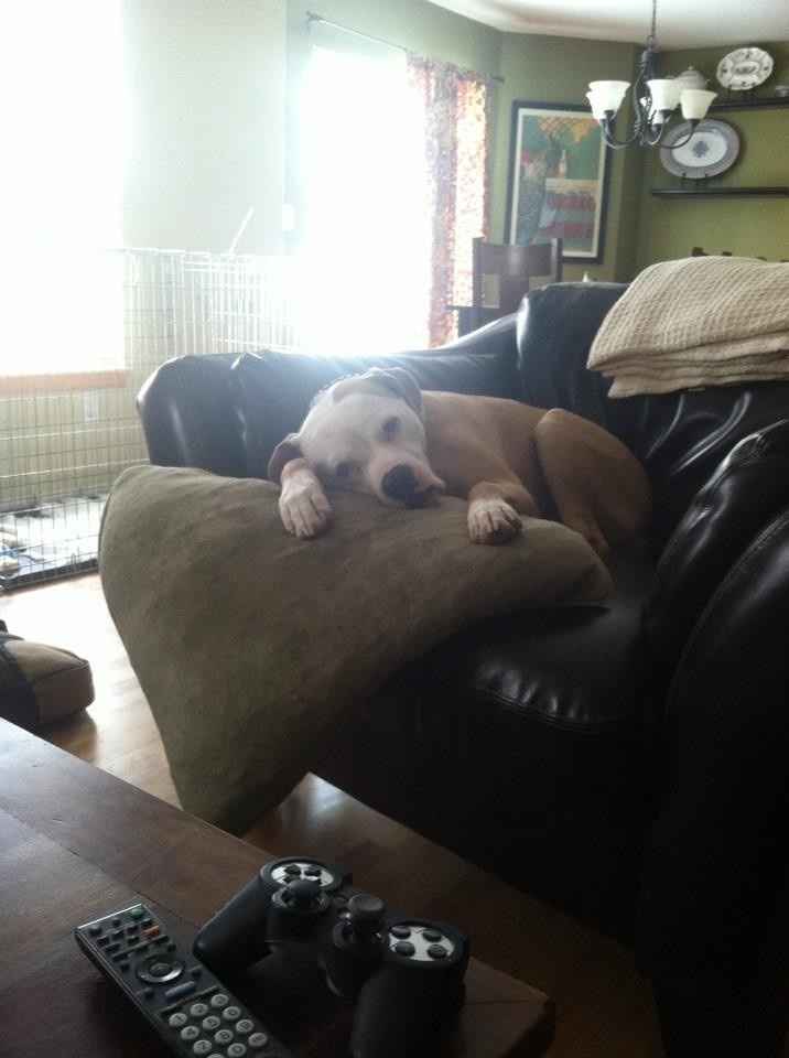 NWR: Pet Post