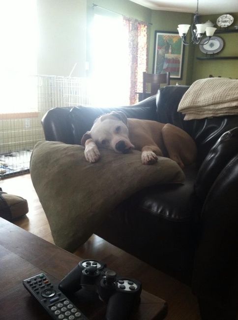 NWR: Pet Post