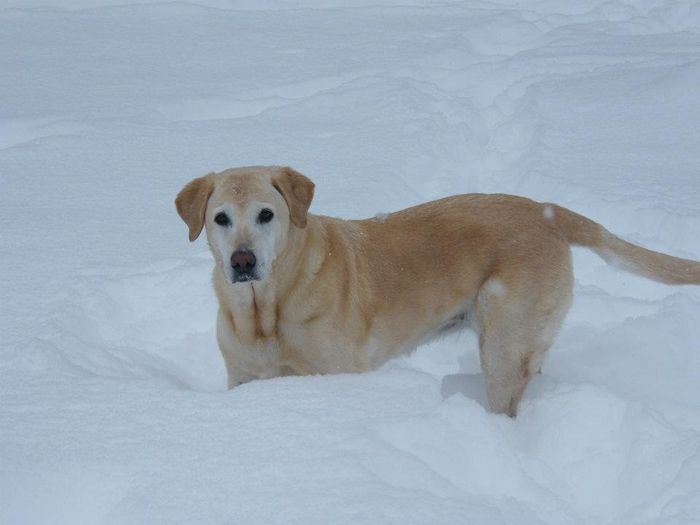 NWR: Pet Post