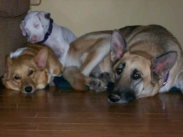 Keeping my mind of my wedding...Show me your dog:)!!**Pics