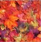 Show off your Venue/Theme!