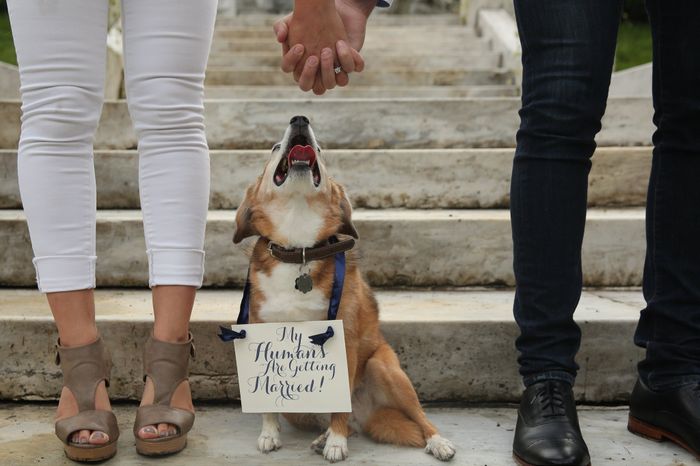 Engagement photos w/ dogs - 1