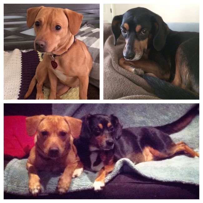 Fur babies!