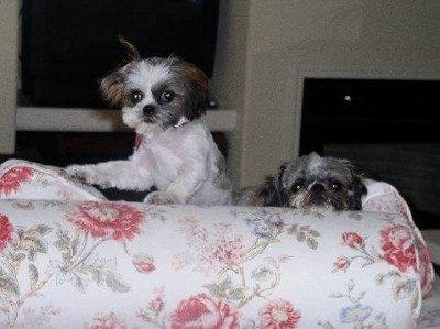 Show us your pets!