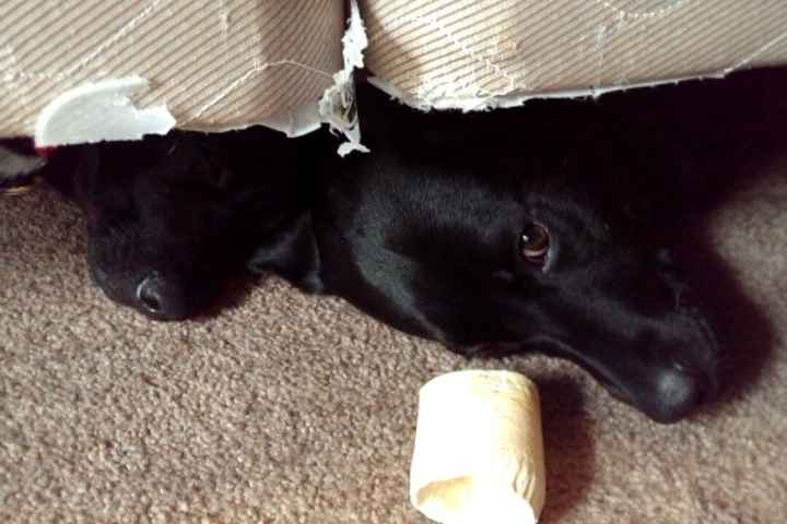 NWR: Show off your furbabies!