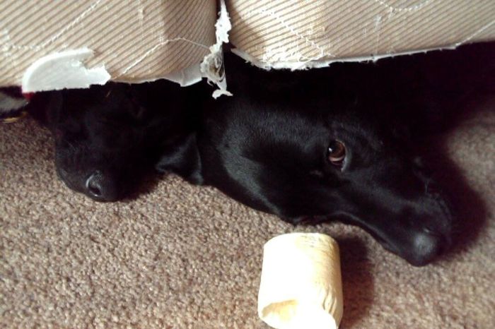 NWR: Show off your furbabies!