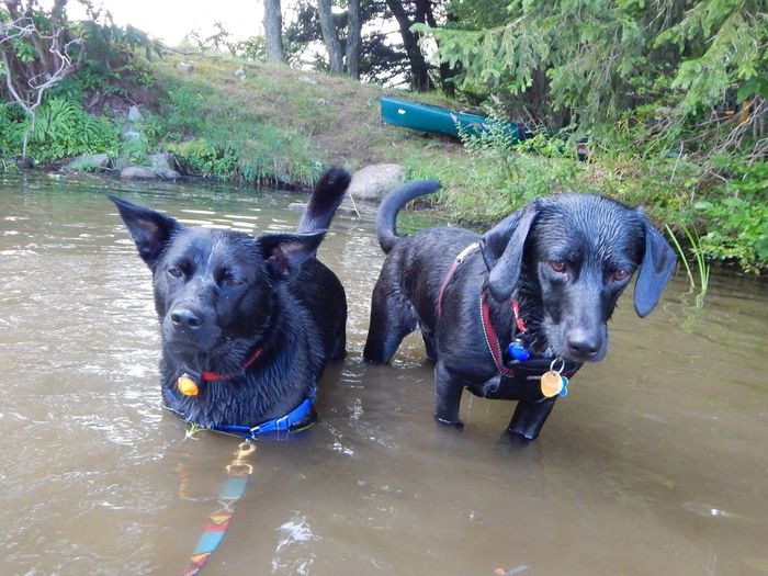NWR: Show off your furbabies!
