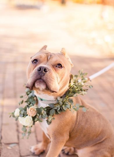 Never have I ever... seen a puppy ring bearer in person! 2