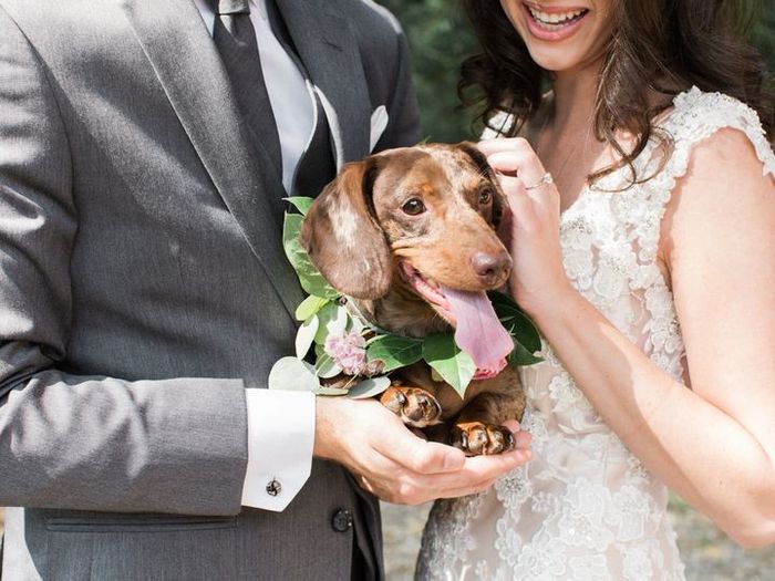 Never have I ever... seen a puppy ring bearer in person! 1