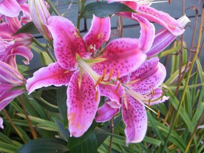 What's this flower?
