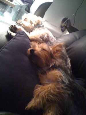 SBR: Meet my Fur-babies, lets see yours too