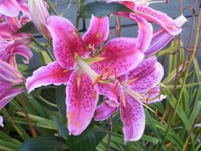 What's this flower?