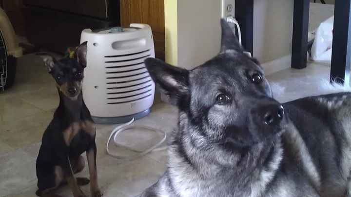 Pets!