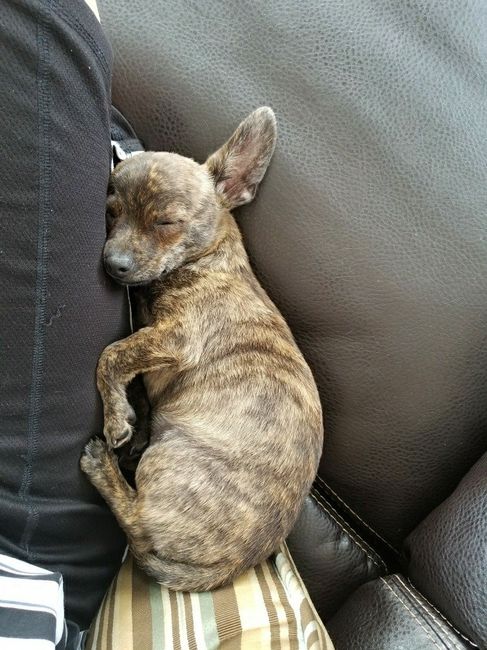 Furbabies?(non wedding post)