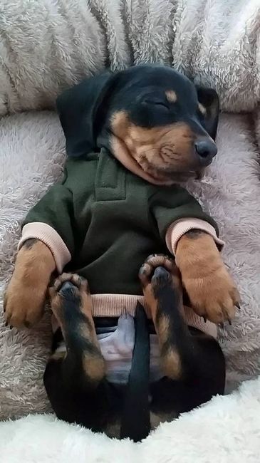 NWR: WE GOT A PUPPY.. LOOK!!