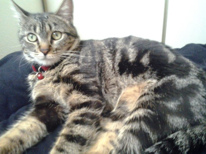 NWR:  It's Feline Friday...