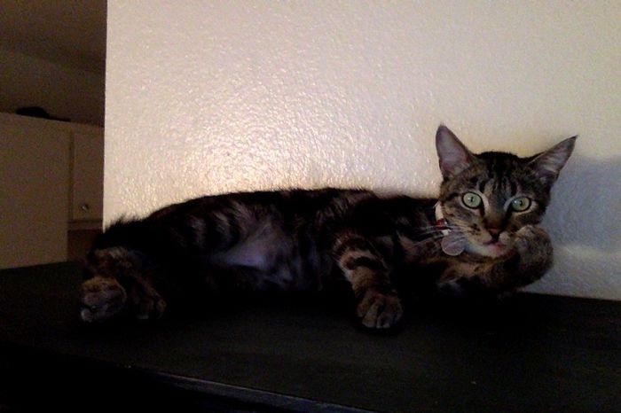 Fur-baby Tuesday!
