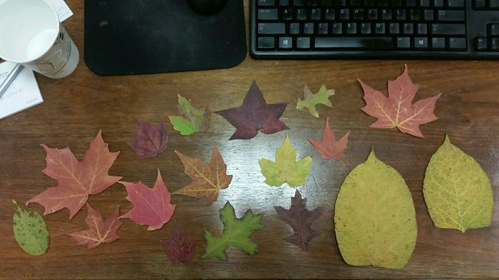 Artificial Leaves for Fall Wedding