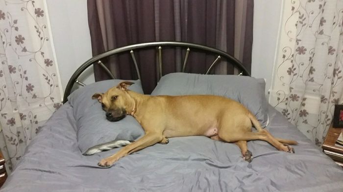 NWR: My pup thinks she's people. She's right. Show me your "people pups!"