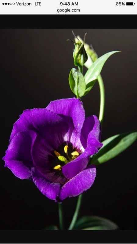 Centerpiece flowers