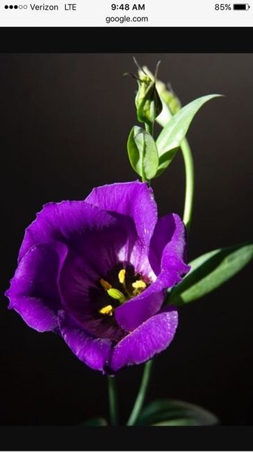 Centerpiece flowers