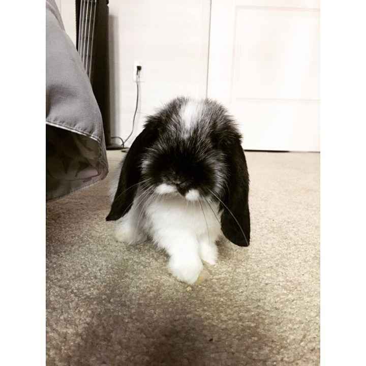 NWR: Silly pictures of your pets
