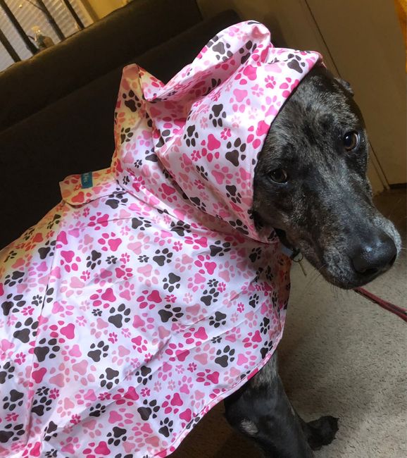 Show me your pup! 1