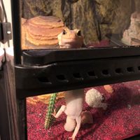 Let's see your fur babies!! - 2