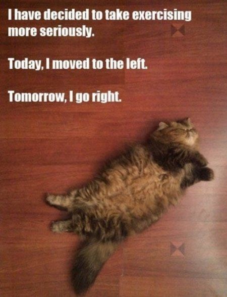Workout Kitty Says If You See Me