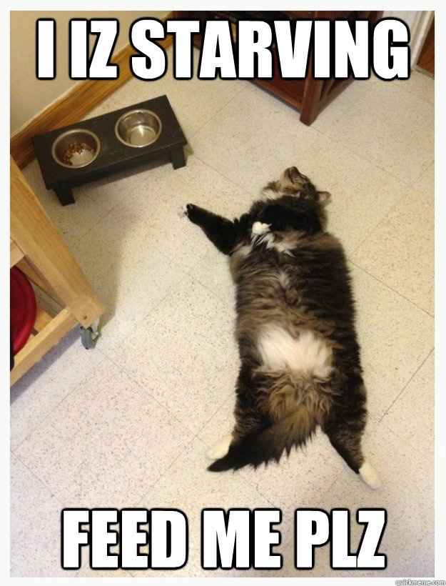 Workout Kitty Says If You See Me