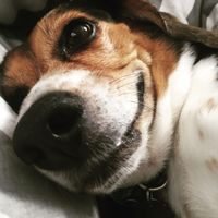 NWR- let me see your fur babies, awake and scared