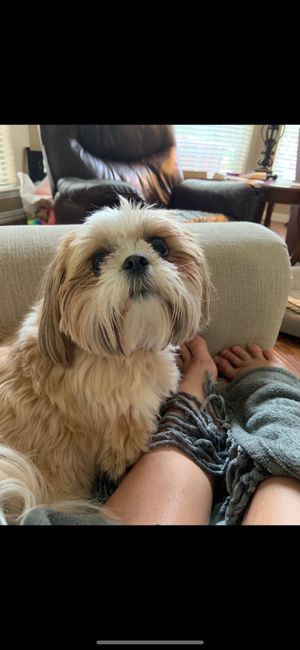 Including dogs in your wedding day 1