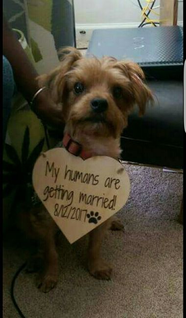 Announcement Ideas with my dog