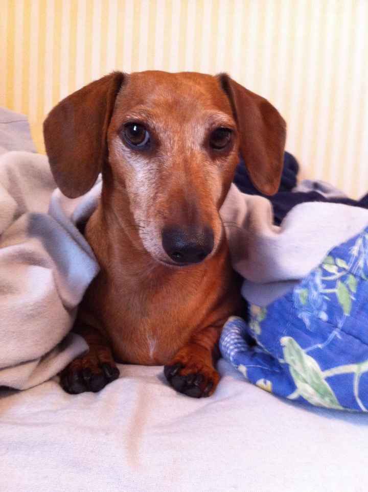 Need cheering up. Show me your puppies!