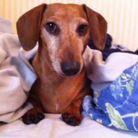 Need cheering up. Show me your puppies!