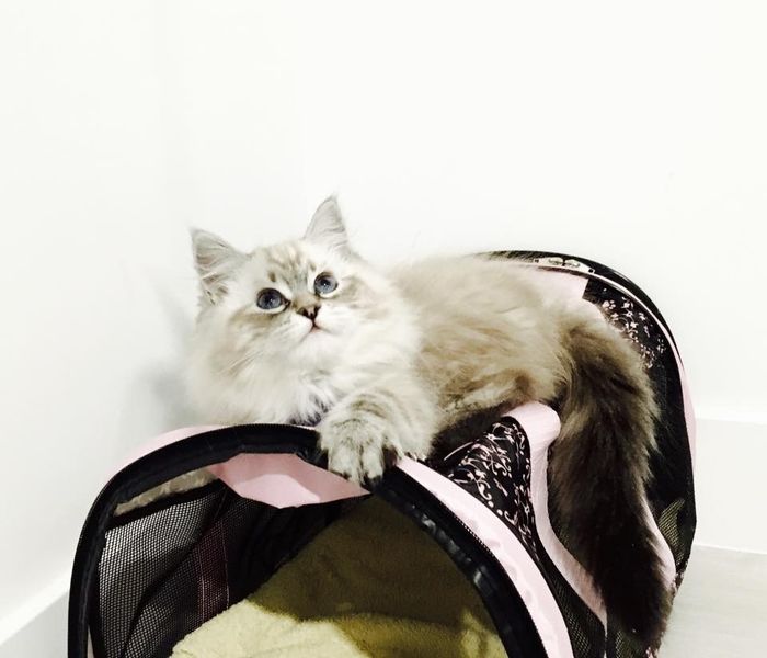 I LOVE my fur baby!