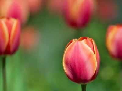 What's your favorite flower?