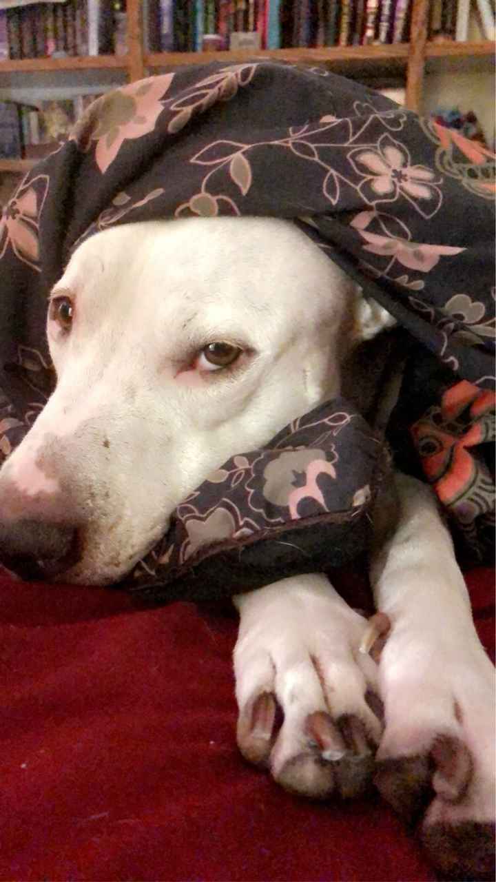 Show me your fur babies you and your SO have together! - 1