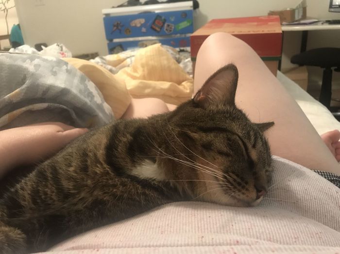 Furbabies?(non wedding post)