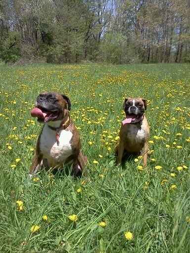 Fur babies!